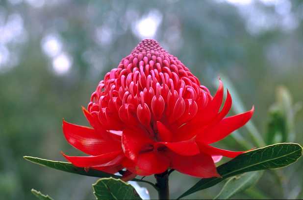fiori australiani waratah